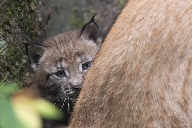 Foto: Johann-Peter Melder