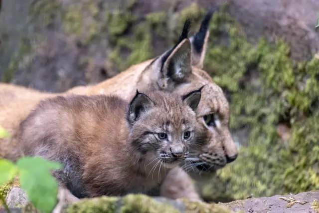 Foto: Johann-Peter Melder