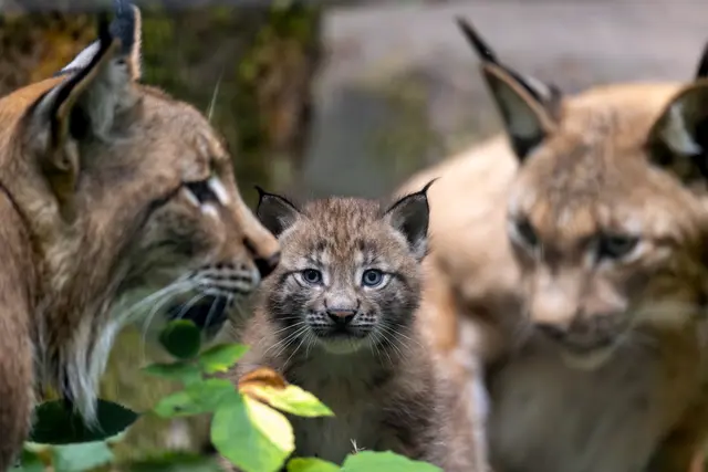 Foto: Johann-Peter Melder