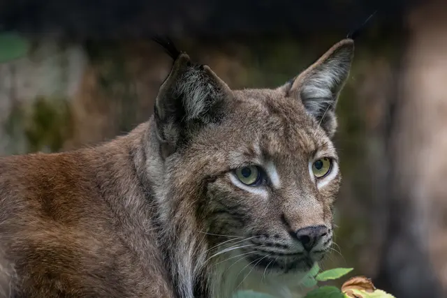 Foto: Johann-Peter Melder