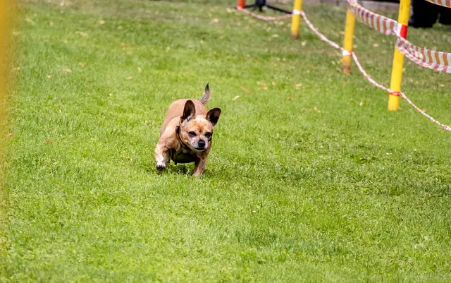 auch die kleinen können Sprinten | Foto: Wolfgang Neuberth