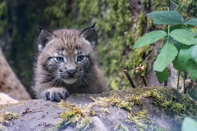 Foto: Johann-Peter Melder