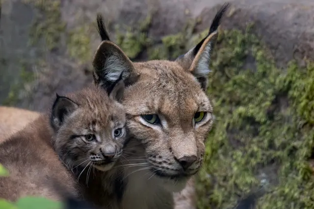 Foto: Johann-Peter Melder