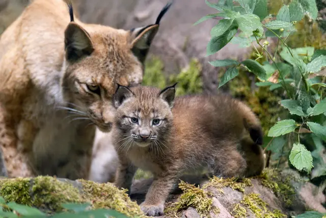 Foto: Johann-Peter Melder