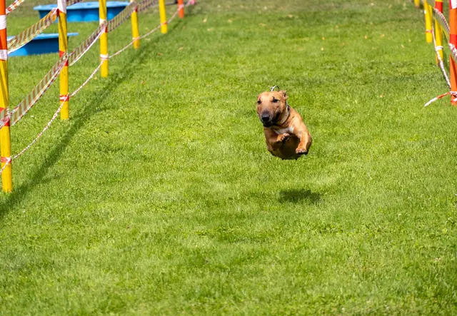 Mini Bullterrier im Tiefflug  | Foto: Wolfgang Neuberth