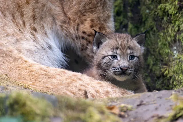 Foto: Johann-Peter Melder