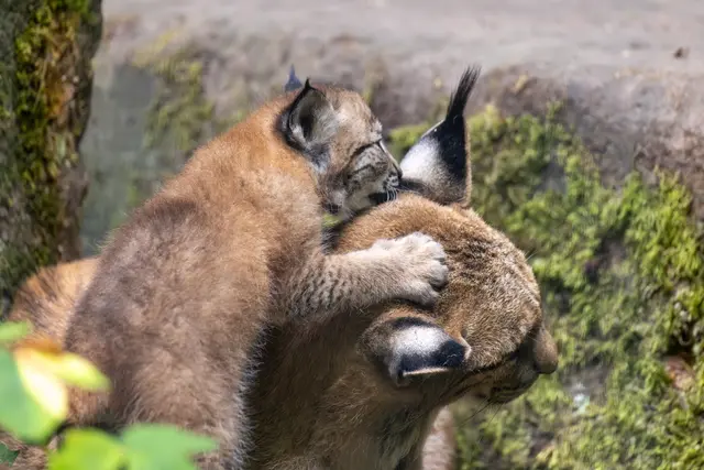 Foto: Johann-Peter Melder