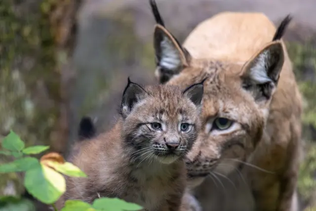 Foto: Johann-Peter Melder