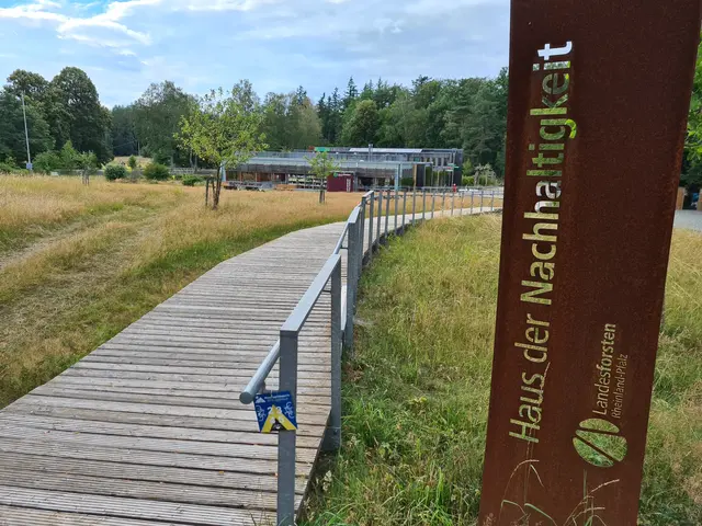 Dass auch Bäume Heilkräfte haben, vermittelt ein weiterer Workshop des Hauses der Nachhaltigkeit | Foto: Ralf Vester