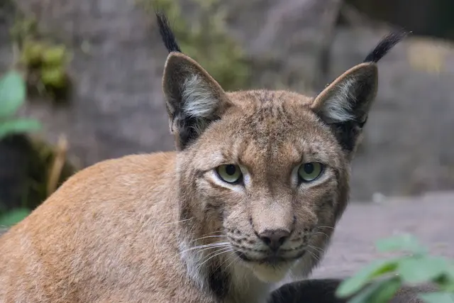 Foto: Johann-Peter Melder