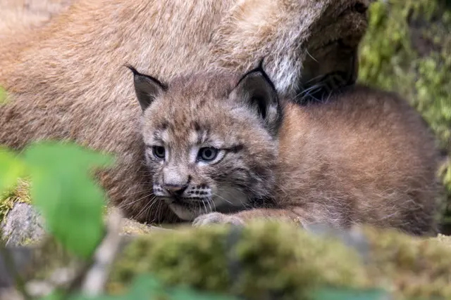 Foto: Johann-Peter Melder