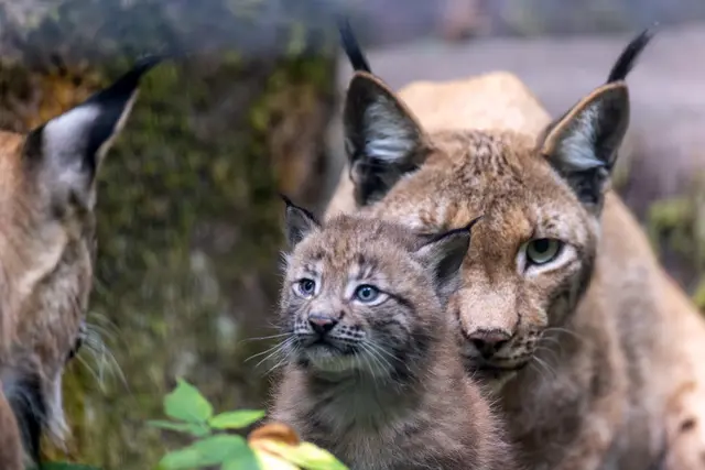 Foto: Johann-Peter Melder