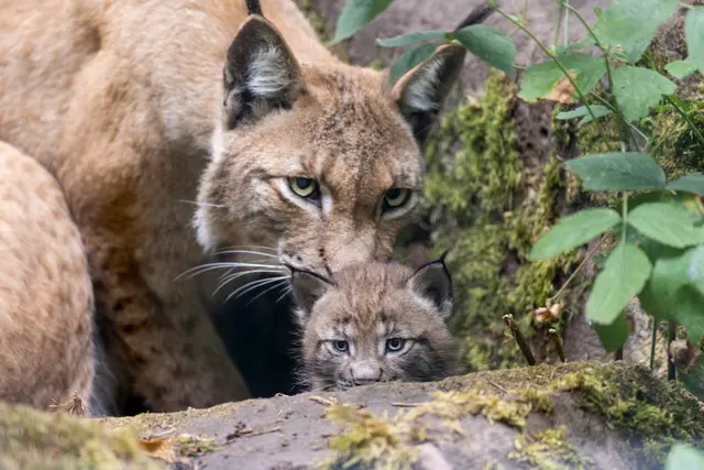 Foto: Johann-Peter Melder
