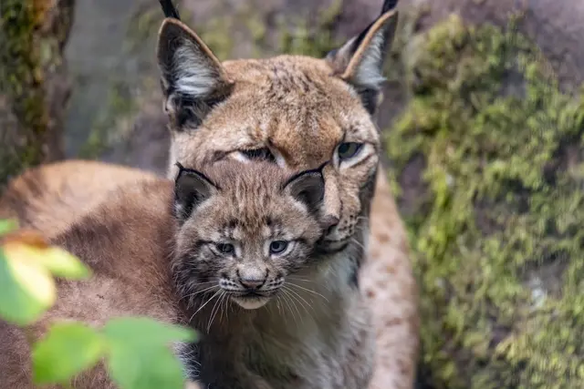 Foto: Johann-Peter Melder