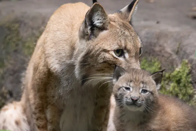 Foto: Johann-Peter Melder