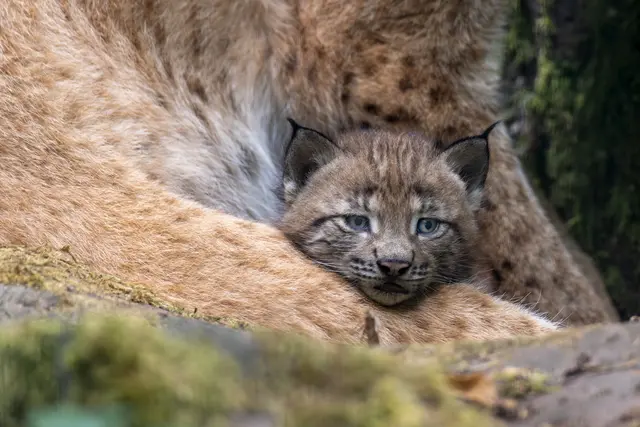 Foto: Johann-Peter Melder