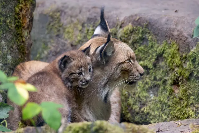 Foto: Johann-Peter Melder