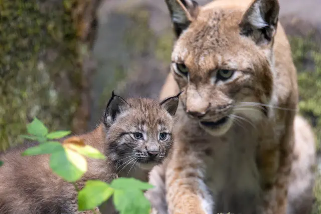 Foto: Johann-Peter Melder