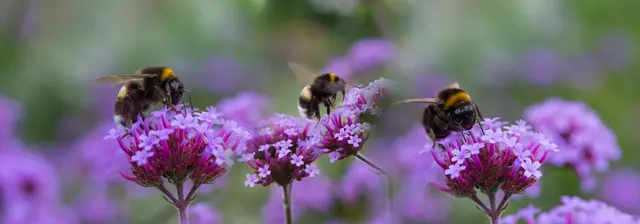 Insekten Symbolbild | Foto: Vera Kuttelvaserova/stock.adobe.com