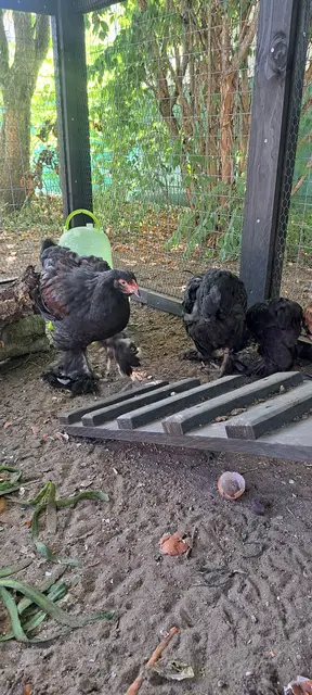 Foto: Nicole Peschke