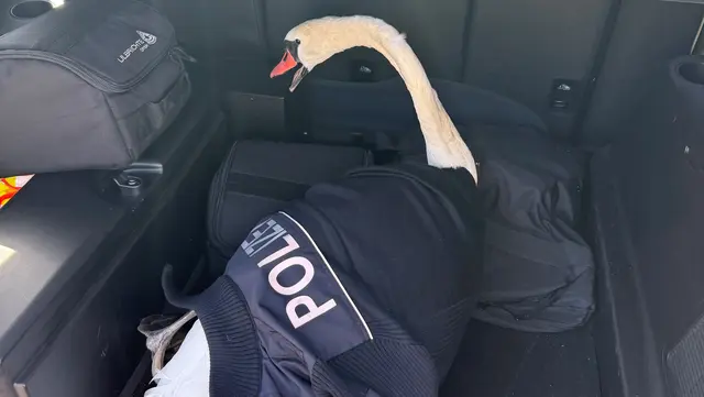 Der Schwan im Auto der Bundespolizei. Jetzt ist er in Sicherheit. | Foto: Bundespolizei Kaiserslautern