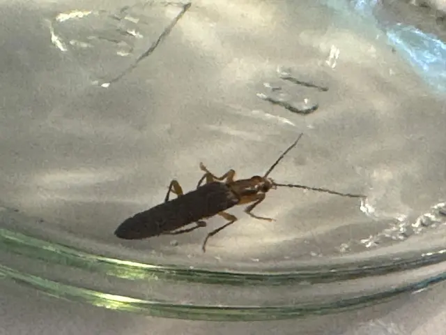 Gefangen im Glas: Vanessa Baumgärtner hat einen Krainer Scheinbockkäfer "inhaftiert" | Foto: Vanessa Baumgärtner/gratis