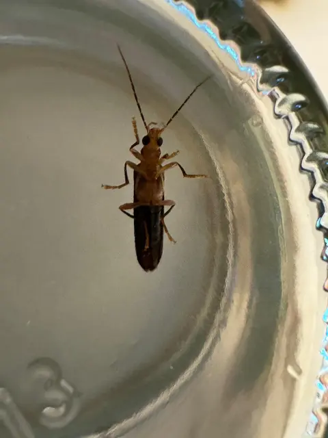 Zwei lange Fühler und sechs Beine: ein Krainer Scheinbock von unten fotografiert | Foto: Vanessa Baumgärtner/gratis