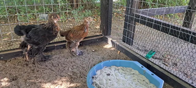 Brahma-Hühner | Foto: Nicole Peschke