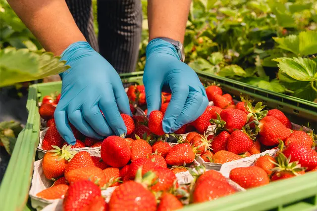Süß und lecker: frisch gepflückte Erdbeeren. Die Arbeit, die hinter der Erdbeerernte
steckt, ist allerdings hart, sagt die Agrar-Gewerkschaft IG BAU Rheinhessen-Vorderpfalz.
Sie appelliert an die Landwirte im Kreis Bad Dürkheim, auf faire Löhne und anständige
Unterkünfte für Erntehelfer zu achten. | Foto: IG BAU / Florian Göricke