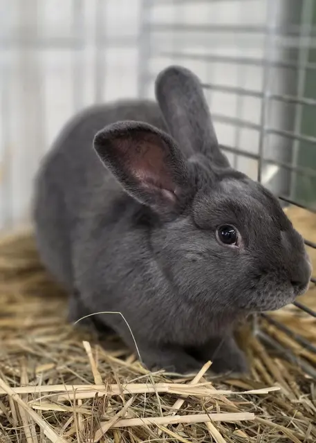 Blaue Holicer | Foto: Bianca Archut-Schiele