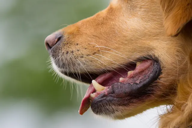 Hund Symbolbild - der beschriebene Hund hatte ein dunkles Fell | Foto: philippschumach/stock.adobe.com