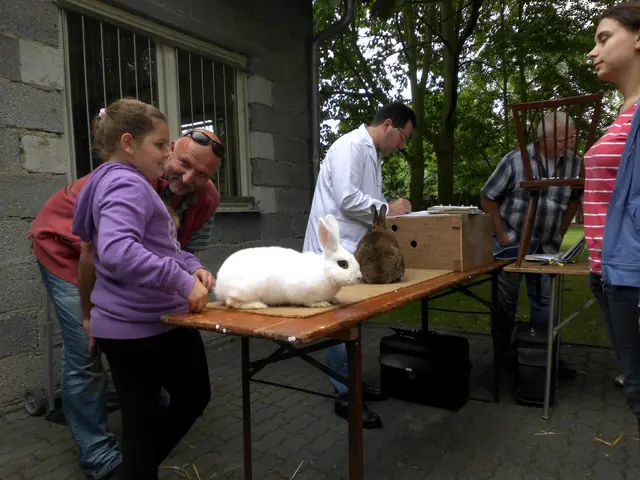 Die Kaninchen werden von ausgebildeten Preisrichtern begutachtet. | Foto: Kaninchenzuchtverein P20 Haßloch