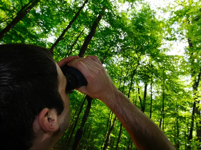 Immer den Blick nach oben richten: Bei der Waldzustandserhebung werden die Baumwipfel beurteilt | Foto: Landesforsten RLP/M. Hoffmann/gratis