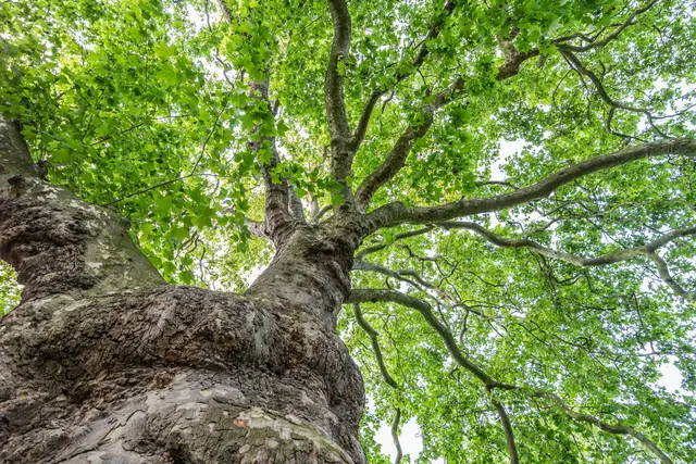 Baum Symbolbild | Foto: chbaum/stock.adobe.com