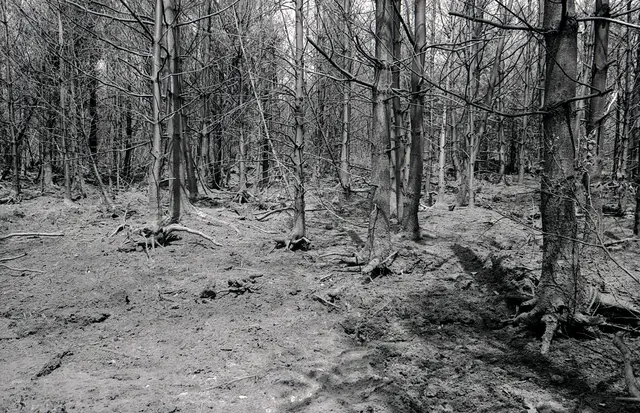 Nach dem Feuer: Die Flammen ließen verkohlte Baumstämme und Asche zurück | Foto: Walter Potdevin