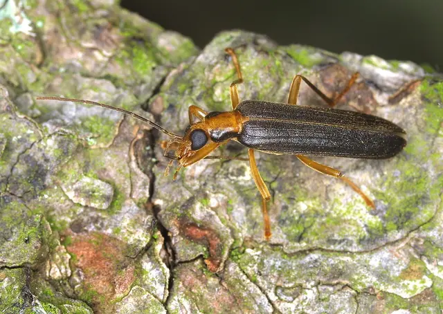 Etwa eineinhalb Zentimeter lang und eher unscheinbar: der Krainer Scheinbockkäfer | Foto: E. Wachmann/gratis