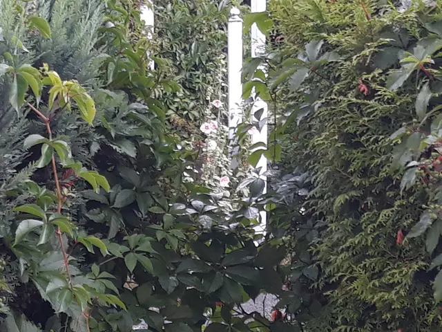 Foto: ELISABETH WEBER