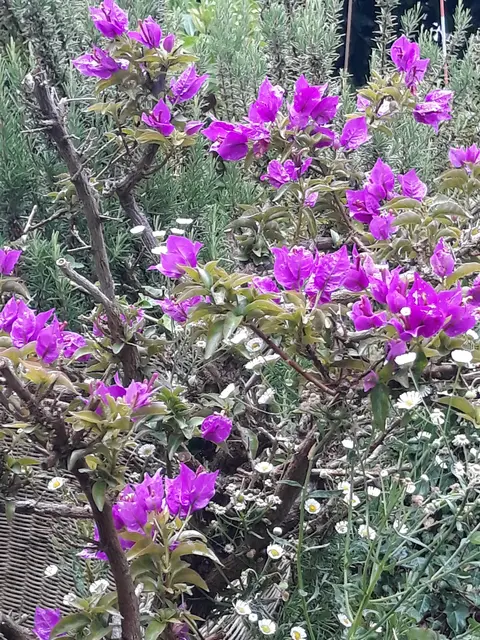 BOUGAINVILLA &amp;  ROSMARIN | Foto: ELISABETH WEBER