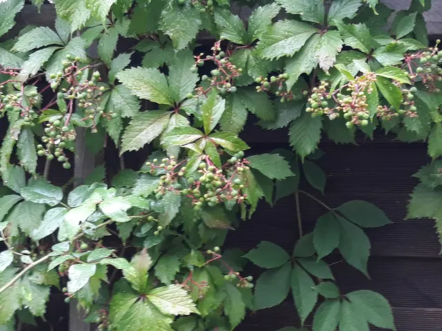 EFEU | Foto: ELISABETH WEBER