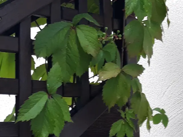 Foto: ELISABETH WEBER