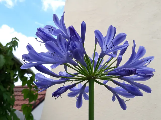 SCHMUCK-LILIE | Foto: ELISABETH WEBER
