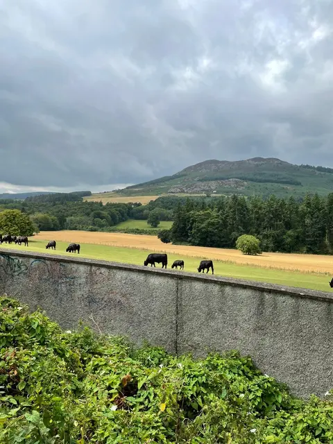 Natur pur auf dem Weg nach Wicklow | Foto: Emma Hoffmann
