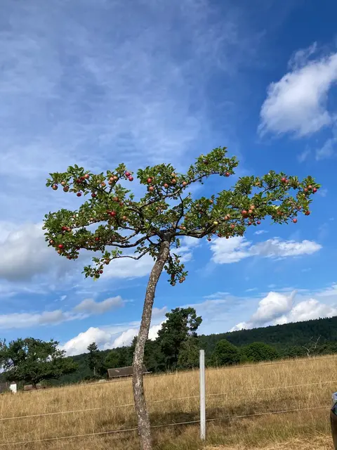 Mirabellen-Baum | Foto: Ich