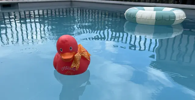 Die Bademeister Ente | Foto: Aljoscha Kertesz