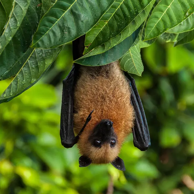 Fledermaus Symbolbild | Foto: rudiernst/stock.adobe.com