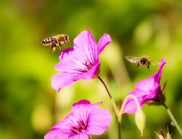 Über 18 Hektar Blütenpracht für heimische Insekten bei "Deutschland summt!" / Symbolbild | Foto: manfredxy/stock.adobe.com