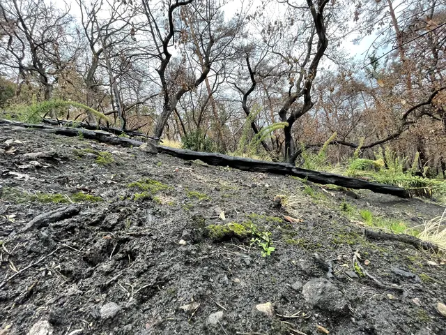 Verkohlter Boden und verbrannte Baumstämme: Vor fast exakt drei Jahren war der großflächige Waldbrand am Hambacher Schloss ausgebrochen | Foto: Tobias Adam/gratis