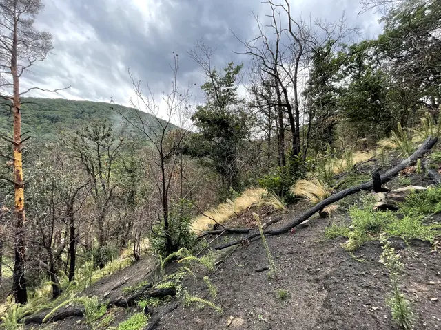 Drei Jahre nach dem Brand am Hambacher Schloss: Die Natur beginnt sich zu erholen | Foto: Tobias Adam/gratis