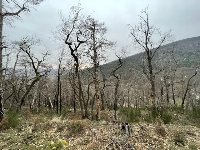 Wie schwarze Narben: Verbrannte Baumstämme ragen in den Himmel | Foto: Tobias Adam/gratis