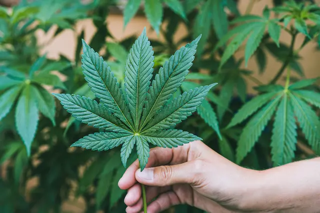 Polizei entdeckt 200 Cannabis-Pflanzen in Hettenleidelheim. | Foto: DisobeyArt/stock.adobe.com